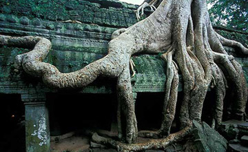 Tomb Raider temple Cambodia Siem Reap Angkor